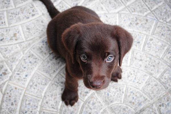 How can a UK-based pet adoption agency ensure compliance with animal welfare regulations?